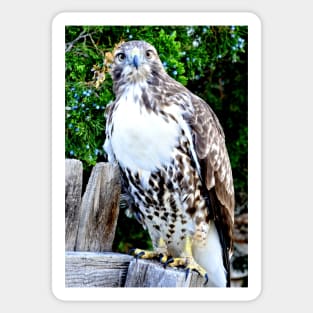 Red Tailed Hawk Sticker